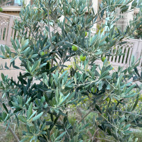 фото из отзыва ID 2632338