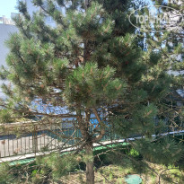 фото из отзыва ID 2633111