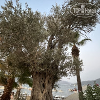 фото из отзыва ID 2633876