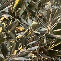 фото из отзыва ID 2633876