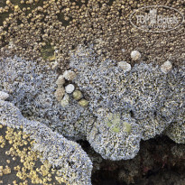 фото из отзыва ID 2634018