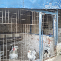 фото из отзыва ID 2634270