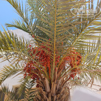 фото из отзыва ID 2634324