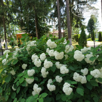 фото из отзыва ID 2634612