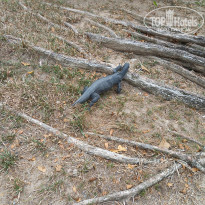 фото из отзыва ID 2635519