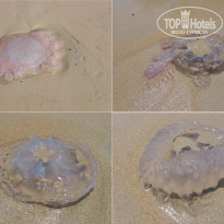 фото из отзыва ID 2635519