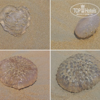 фото из отзыва ID 2635519