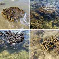 фото из отзыва ID 2635519