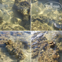 фото из отзыва ID 2635519