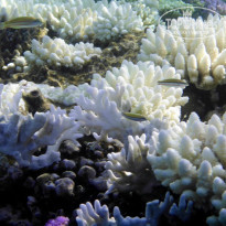 фото из отзыва ID 2635765