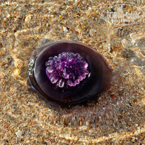 фото из отзыва ID 2635765