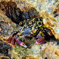 фото из отзыва ID 2635765