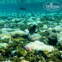 фото из отзыва ID 2635765