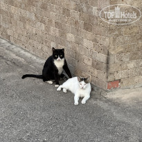 фото из отзыва ID 2636027