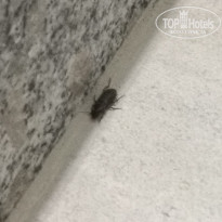 фото из отзыва ID 2637252