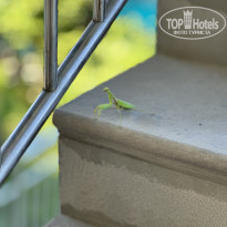 фото из отзыва ID 2637420