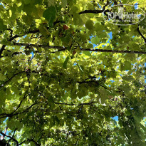 фото из отзыва ID 2637420