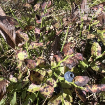 фото из отзыва ID 2638420