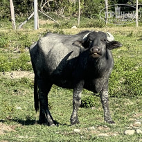 фото из отзыва ID 2638784