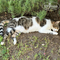 фото из отзыва ID 2638923