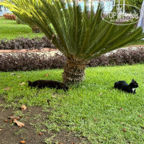 фото из отзыва ID 2638923