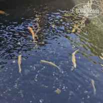 фото из отзыва ID 2639471