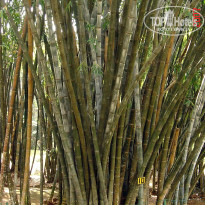 фото из отзыва ID 2638302