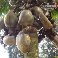 фото из отзыва ID 2638302