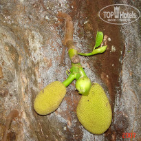 фото из отзыва ID 2638302