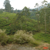 фото из отзыва ID 2638302