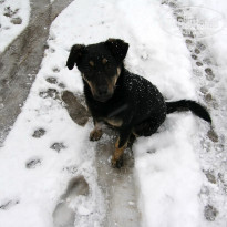 фото из отзыва ID 2637237