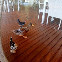 фото из отзыва ID 2640470