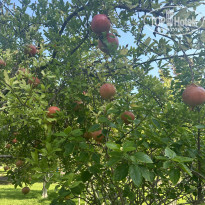 фото из отзыва ID 2640729