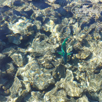 фото из отзыва ID 2640737