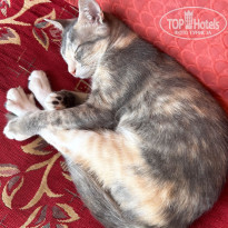 фото из отзыва ID 2641018