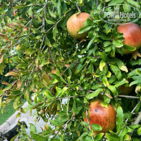 фото из отзыва ID 2641018