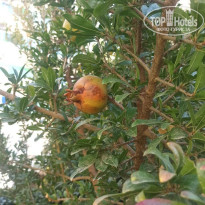 фото из отзыва ID 2641060