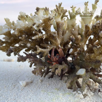 фото из отзыва ID 2641125