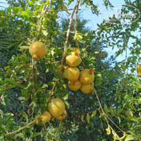 фото из отзыва ID 2641828