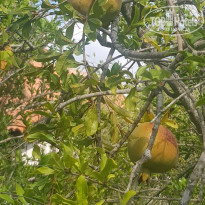 фото из отзыва ID 2642206