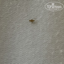 фото из отзыва ID 2642623