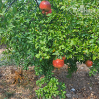 фото из отзыва ID 2642890