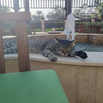 фото из отзыва ID 2643352