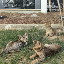 фото из отзыва ID 2643400