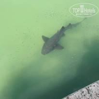 фото из отзыва ID 2643585