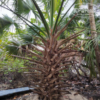 фото из отзыва ID 2643585