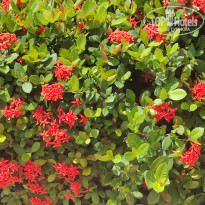 фото из отзыва ID 2643631