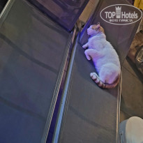 фото из отзыва ID 2644283