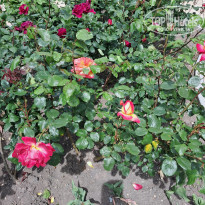 фото из отзыва ID 2645091