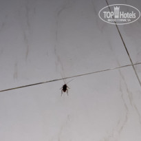 фото из отзыва ID 2643793